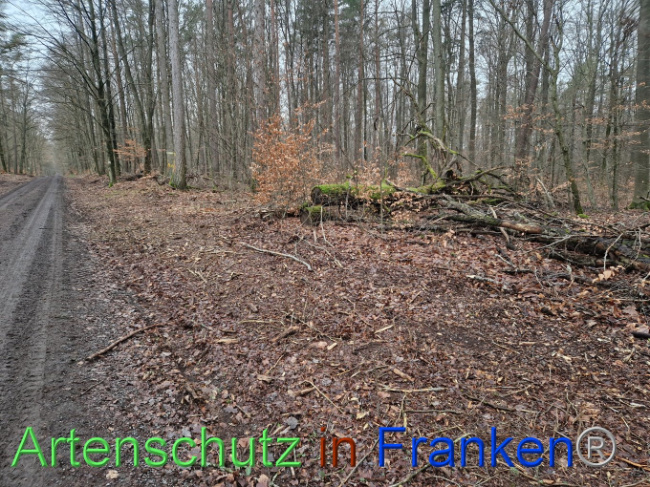 © Artenschutz in Franken® Bild zum Eintrag (1098564-160)