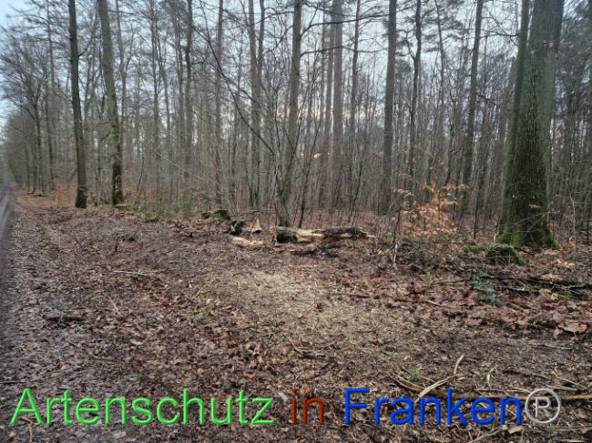 © Artenschutz in Franken® Bild zum Eintrag (1098565-160)