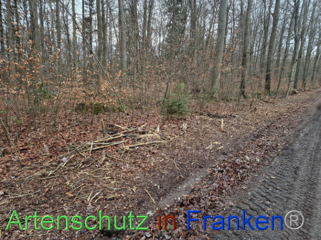 © Artenschutz in Franken® Bild zum Eintrag (1098566-160)
