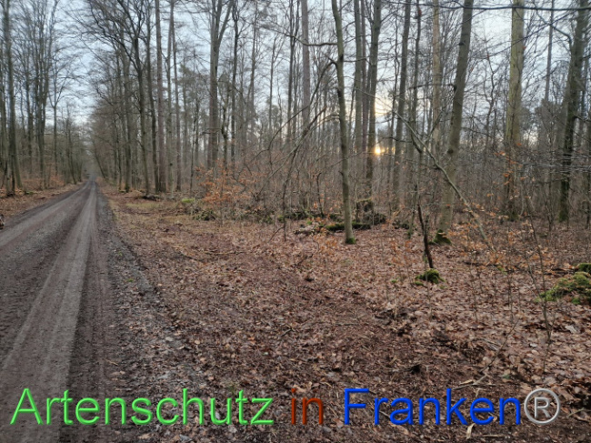 © Artenschutz in Franken® Bild zum Eintrag (1098571-160)