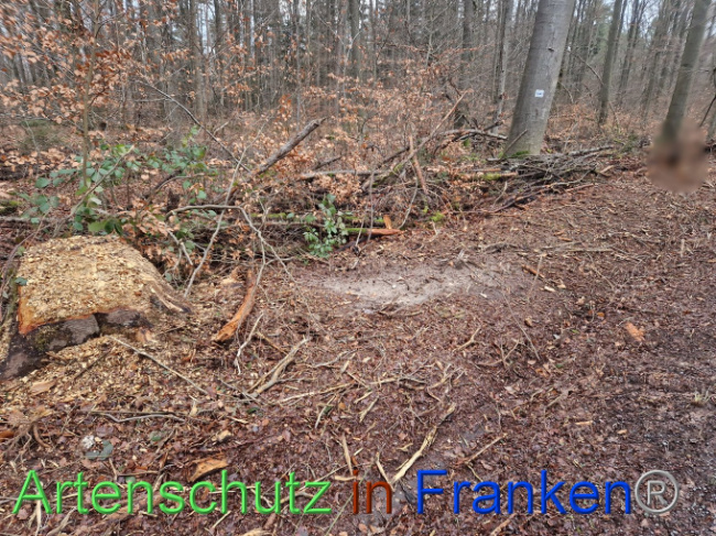 © Artenschutz in Franken® Bild zum Eintrag (1098572-160)