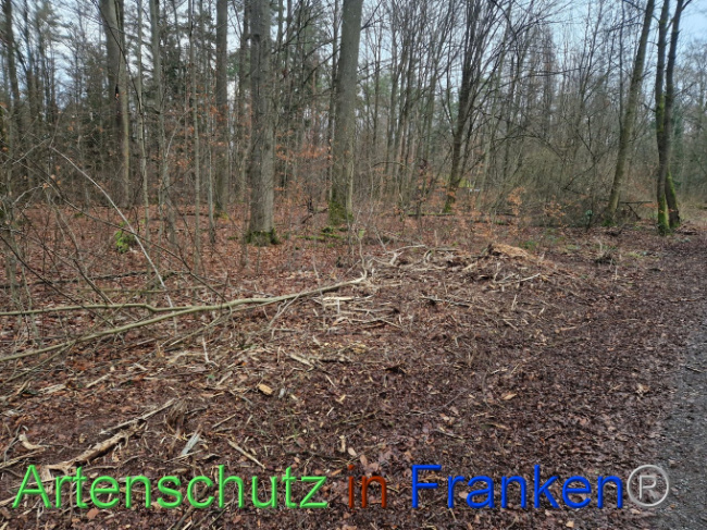 © Artenschutz in Franken® Bild zum Eintrag (1098574-160)