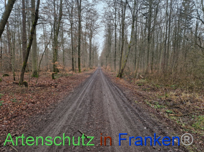© Artenschutz in Franken® Bild zum Eintrag (1098576-160)