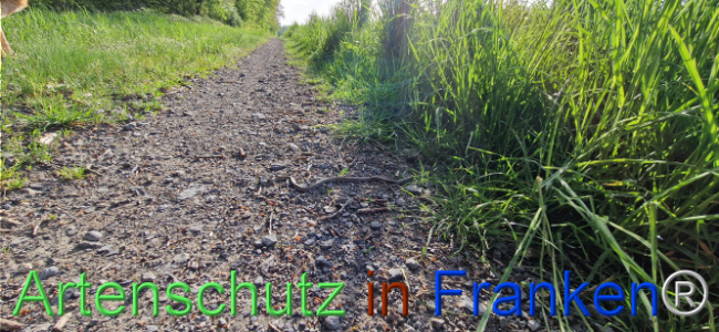 © Artenschutz in Franken® Bild zum Eintrag (1104049-160)