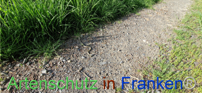 © Artenschutz in Franken® Bild zum Eintrag (1104052-160)