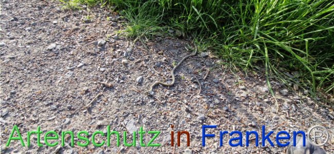 © Artenschutz in Franken® Bild zum Eintrag (1104053-160)