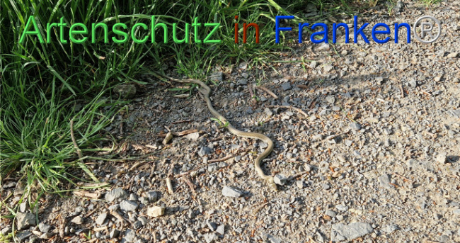 © Artenschutz in Franken® Bild zum Eintrag (1104055-160)