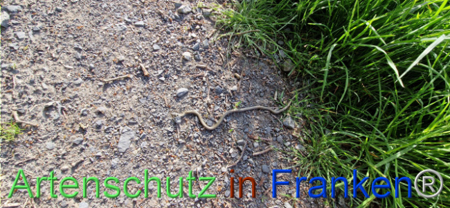 © Artenschutz in Franken® Bild zum Eintrag (1104057-160)