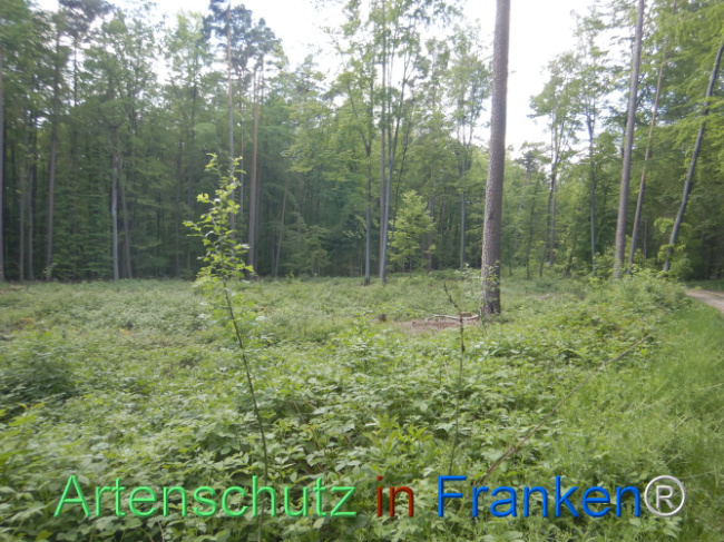 © Artenschutz in Franken® Bild zum Eintrag (1106100-160)