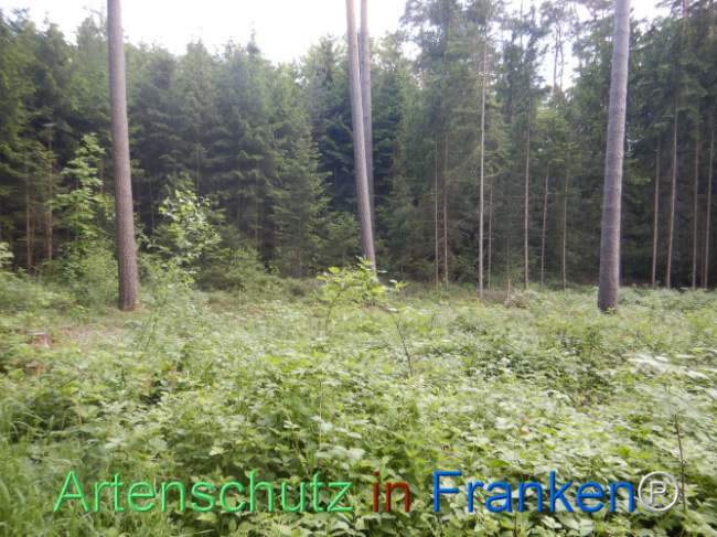 © Artenschutz in Franken® Bild zum Eintrag (1106104-160)