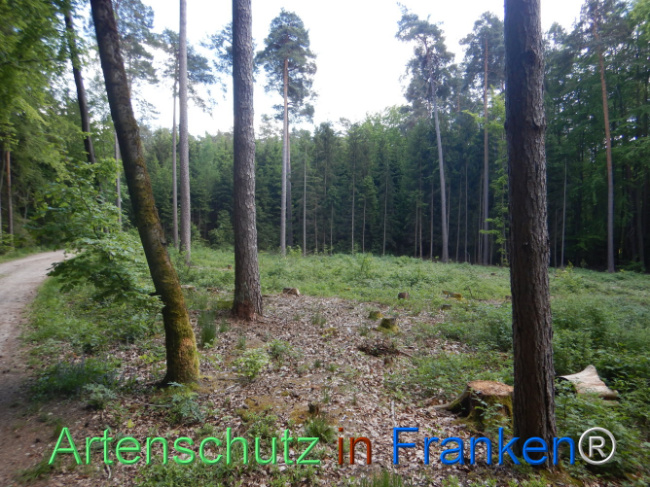 © Artenschutz in Franken® Bild zum Eintrag (1106105-160)