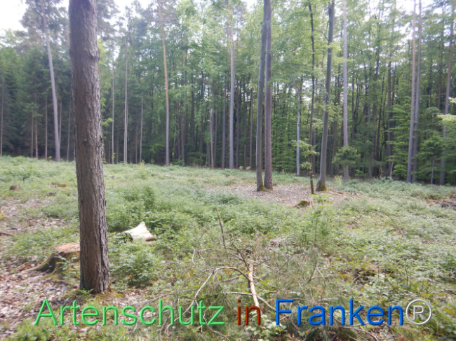 © Artenschutz in Franken® Bild zum Eintrag (1106106-160)