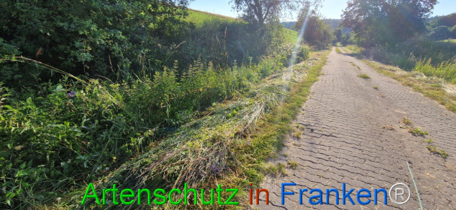 © Artenschutz in Franken® Bild zum Eintrag (1107816-160)