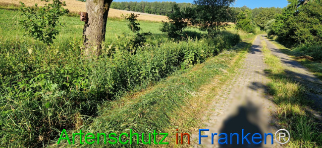 © Artenschutz in Franken® Bild zum Eintrag (1107817-160)