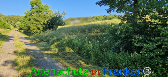 © Artenschutz in Franken® Bild zum Eintrag (1107818-160)