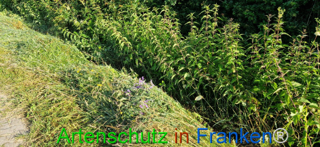 © Artenschutz in Franken® Bild zum Eintrag (1107819-160)
