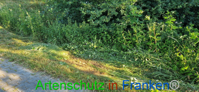 © Artenschutz in Franken® Bild zum Eintrag (1107820-160)