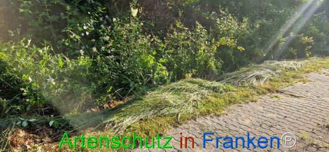 © Artenschutz in Franken® Bild zum Eintrag (1107822-160)