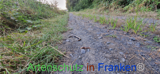 © Artenschutz in Franken® Bild zum Eintrag (1109935-160)