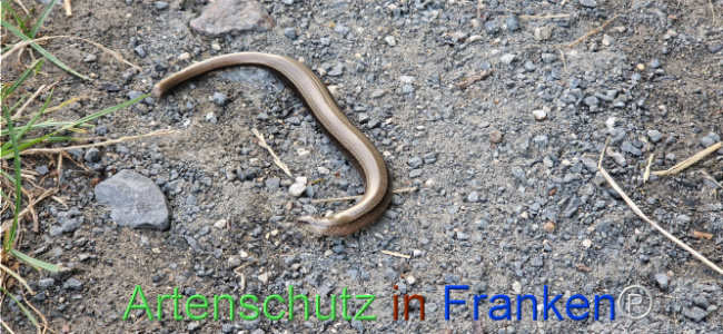 © Artenschutz in Franken® Bild zum Eintrag (1109938-160)