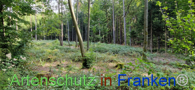 © Artenschutz in Franken® Bild zum Eintrag (1112028-160)