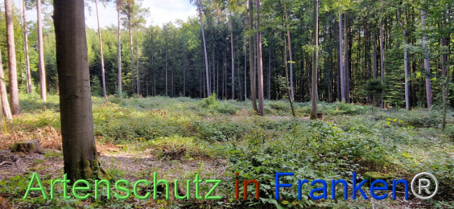 © Artenschutz in Franken® Bild zum Eintrag (1112029-160)