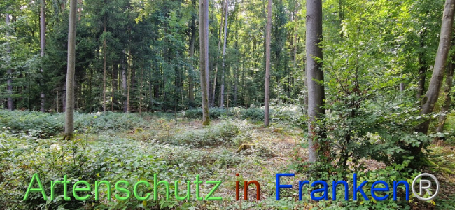 © Artenschutz in Franken® Bild zum Eintrag (1112031-160)