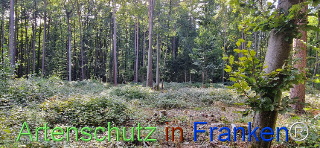 © Artenschutz in Franken® Bild zum Eintrag (1112032-160)