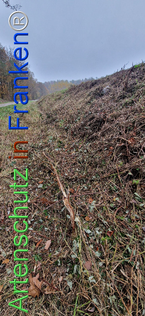 © Artenschutz in Franken® Bild zum Eintrag (1114351-160)