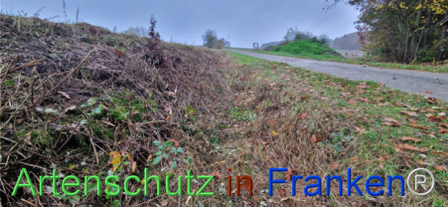 © Artenschutz in Franken® Bild zum Eintrag (1114353-160)