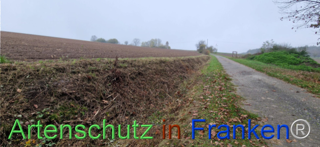 © Artenschutz in Franken® Bild zum Eintrag (1114354-160)
