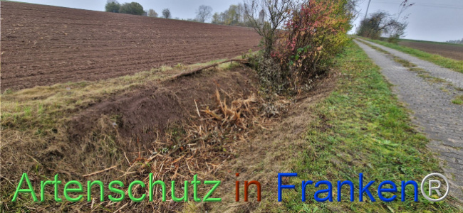 © Artenschutz in Franken® Bild zum Eintrag (1114357-160)