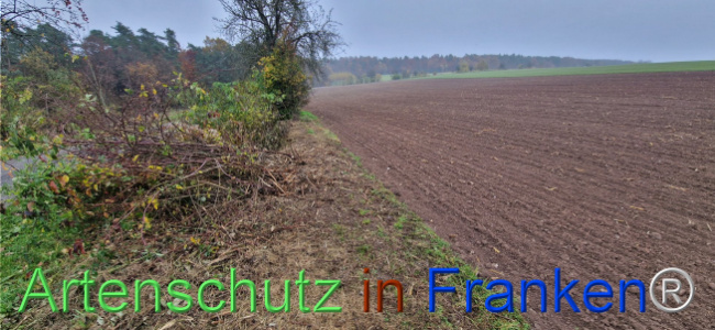 © Artenschutz in Franken® Bild zum Eintrag (1114358-160)