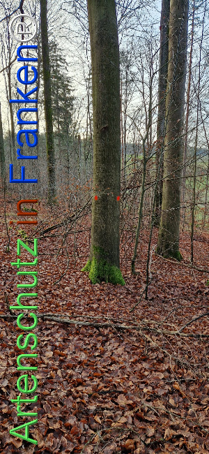 © Artenschutz in Franken® Bild zum Eintrag (1116631-160)