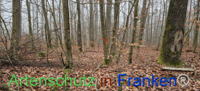 © Artenschutz in Franken® Bild zum Eintrag (1116652-160)