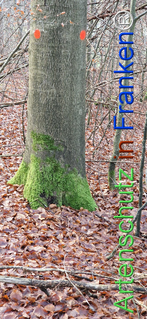© Artenschutz in Franken® Bild zum Eintrag (1116653-160)