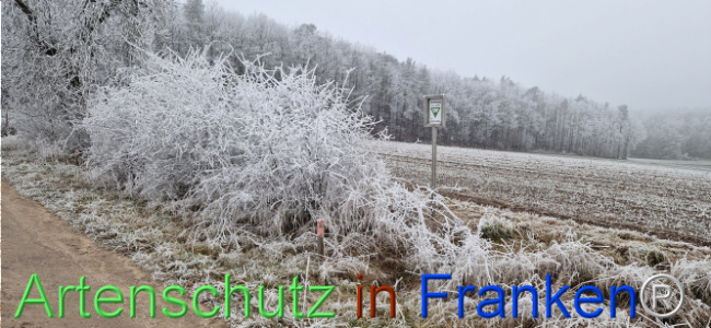 © Artenschutz in Franken® Bild zum Eintrag (1116800-160)
