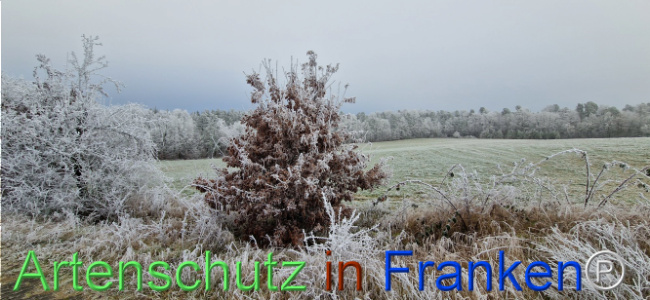Bild zum Eintrag (1116808-160)