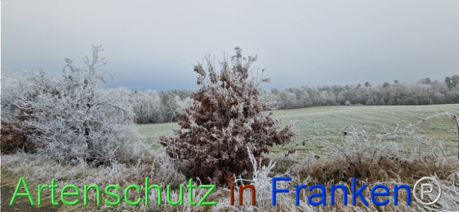 Bild zum Eintrag (1116816-160)