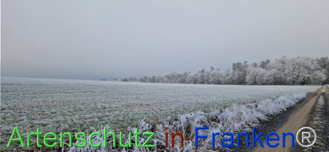 Bild zum Eintrag (1116819-160)