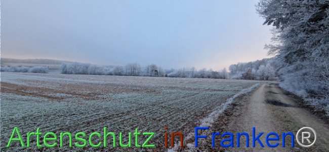 Bild zum Eintrag (1116820-160)