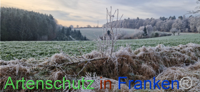 Bild zum Eintrag (1116834-160)