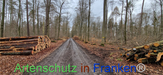 © Artenschutz in Franken® Bild zum Eintrag (1118907-160)