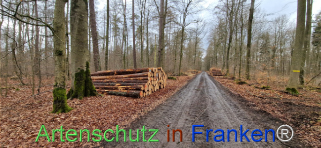 © Artenschutz in Franken® Bild zum Eintrag (1118908-160)