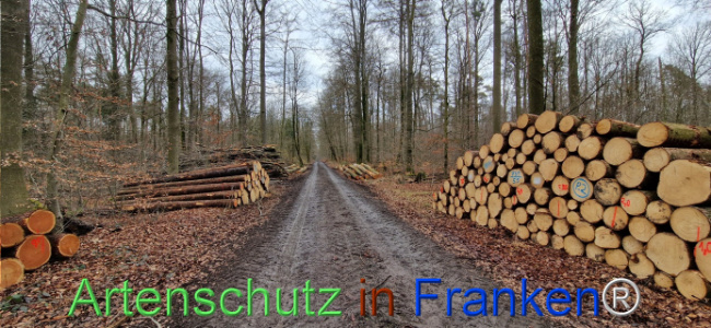 © Artenschutz in Franken® Bild zum Eintrag (1118909-160)