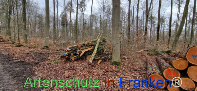 © Artenschutz in Franken® Bild zum Eintrag (1118910-160)