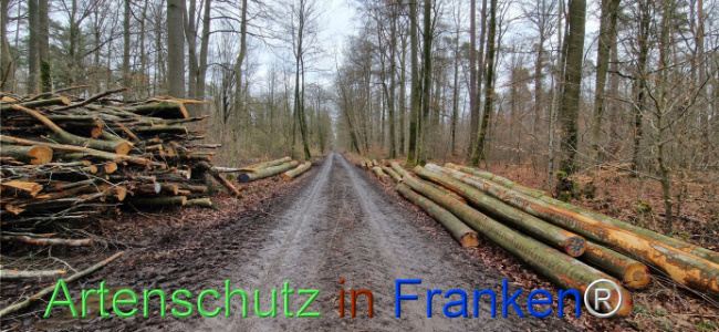 © Artenschutz in Franken® Bild zum Eintrag (1118912-160)