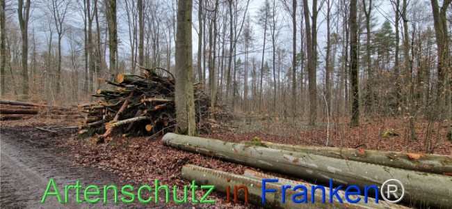 © Artenschutz in Franken® Bild zum Eintrag (1118913-160)