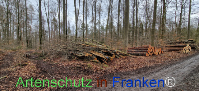 © Artenschutz in Franken® Bild zum Eintrag (1118914-160)