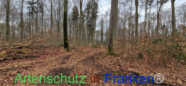 © Artenschutz in Franken® Bild zum Eintrag (1118916-160)